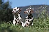 DALMATIEN 048